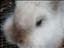 Ninnie