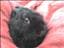 ninen_