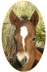 Kardel