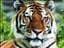 watertiger