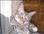 kissekatt