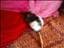 Rattus97