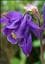 Aquilegia