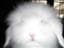 HelloMyyPet