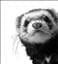 Polecat-love