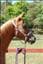 teamstjarnhagen