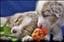 Lapphund96
