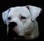 whiteghostsdogos
