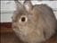 Sweet_Mumin