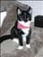 CrazyCatLady