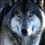 darkwolf