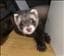 Obscent
