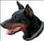 dober