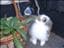 crazyrabbit