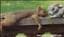 MsMalin
