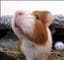 cavycritters