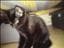 Gizmo2009