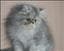 babykatten