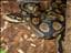 Pythonzoo