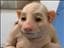 igorflickan