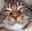 eagle-