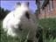Saja