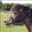 monsterpony