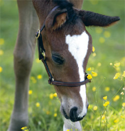 HoRsE--LoVeR