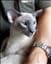 Athos_och_Sphinx_samt_Anna
