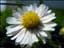 Daisy1
