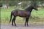 horse-man