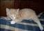 Kattpappan