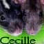 cecille