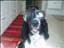gracell