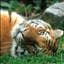 TigerSoul