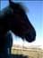 Tofflan-