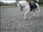 Sture_brandus