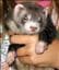 MissFerret