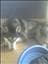 Izabelle_y