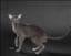 kattfantast