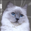 raqgacoon