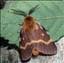 lemonia-dumi