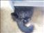 Delin