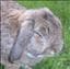 Elvis_chippi