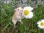 Hamsterkanin