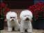 tindra-tilly