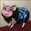 pigstie