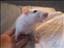 RattLife