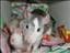 Rats-is-it