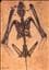 Fossiler